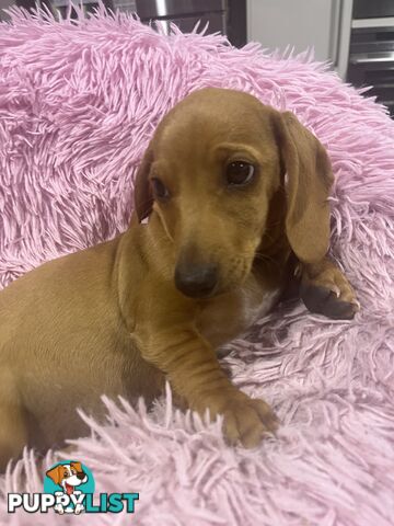 Miniature Dachshund Puppies pure bred