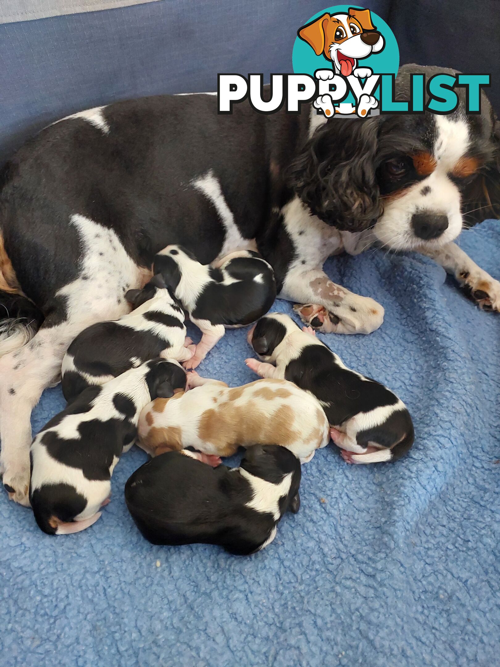 Pure Cavalier King Charles Spaniel Male puppy.