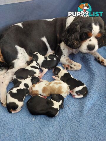 Pure Cavalier King Charles Spaniel Male puppy.