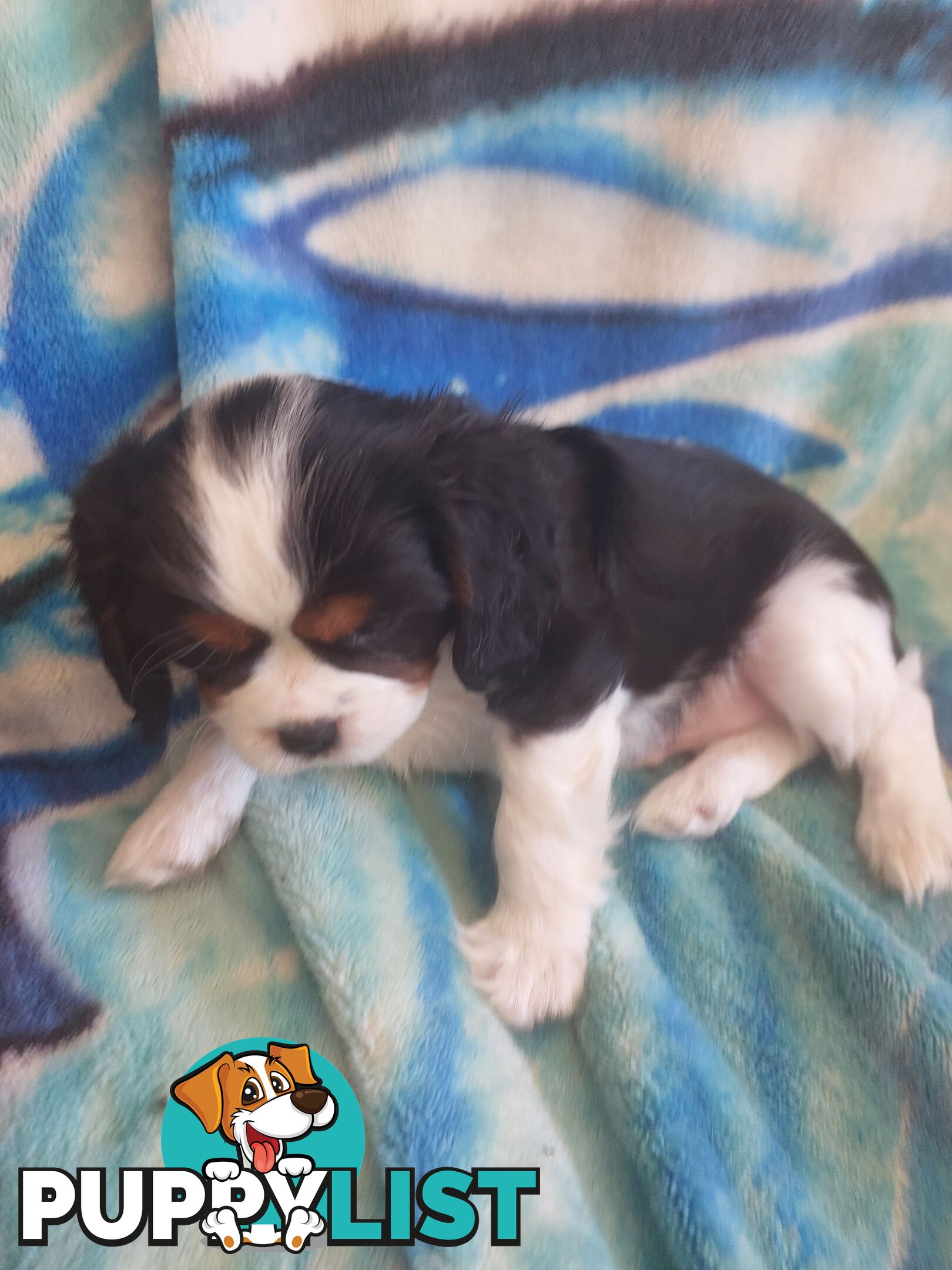 Pure Cavalier King Charles Spaniel Male puppy.