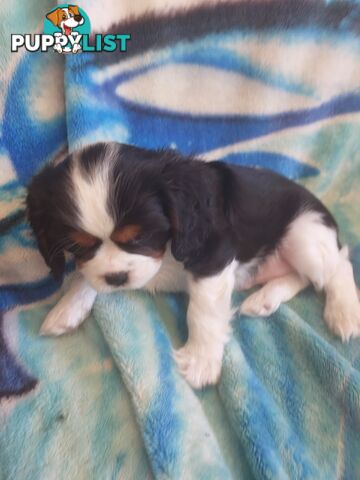 Pure Cavalier King Charles Spaniel Male puppy.