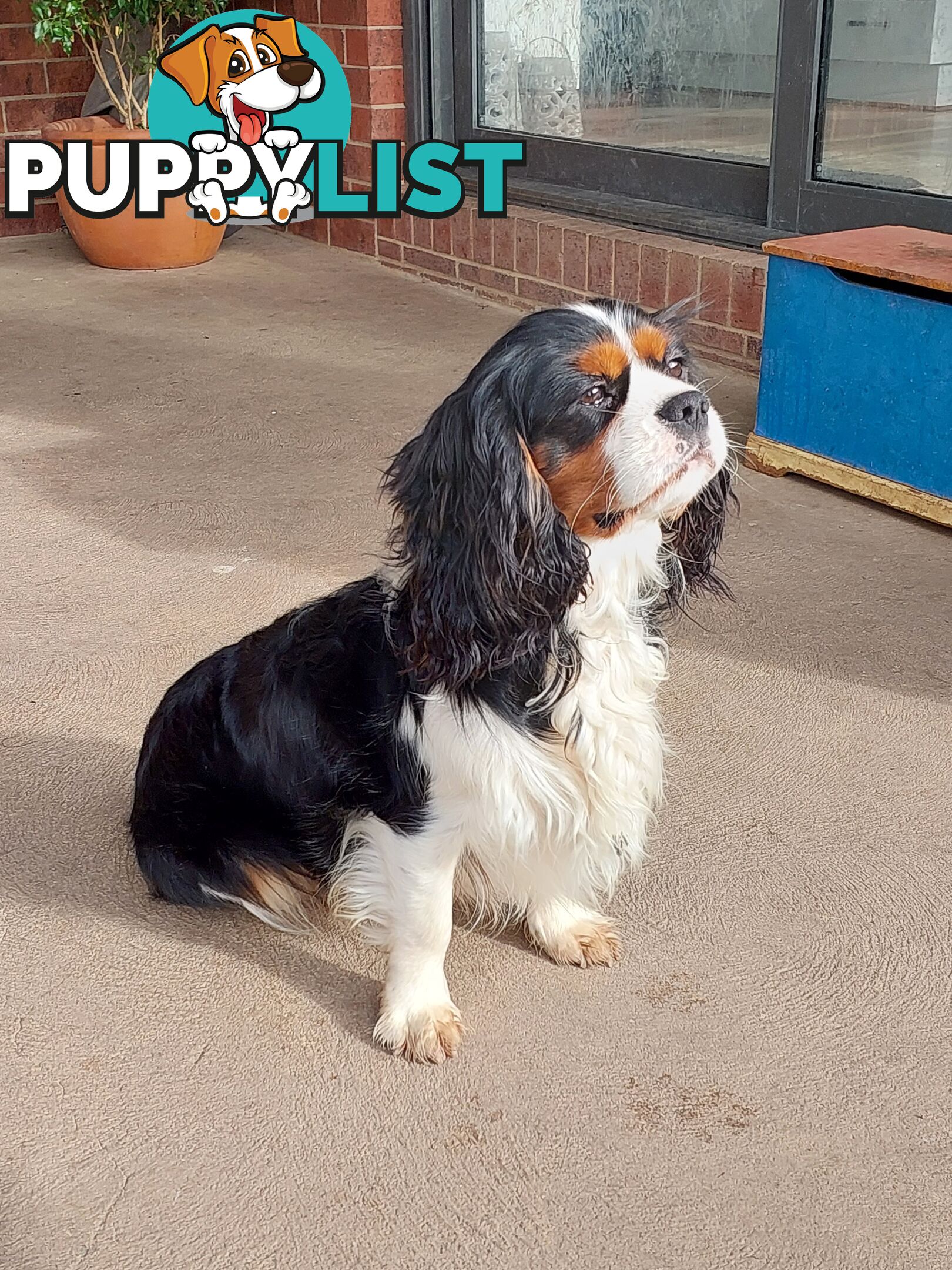 Pure Cavalier King Charles Spaniel Male puppy.