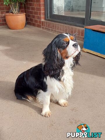 Pure Cavalier King Charles Spaniel Male puppy.