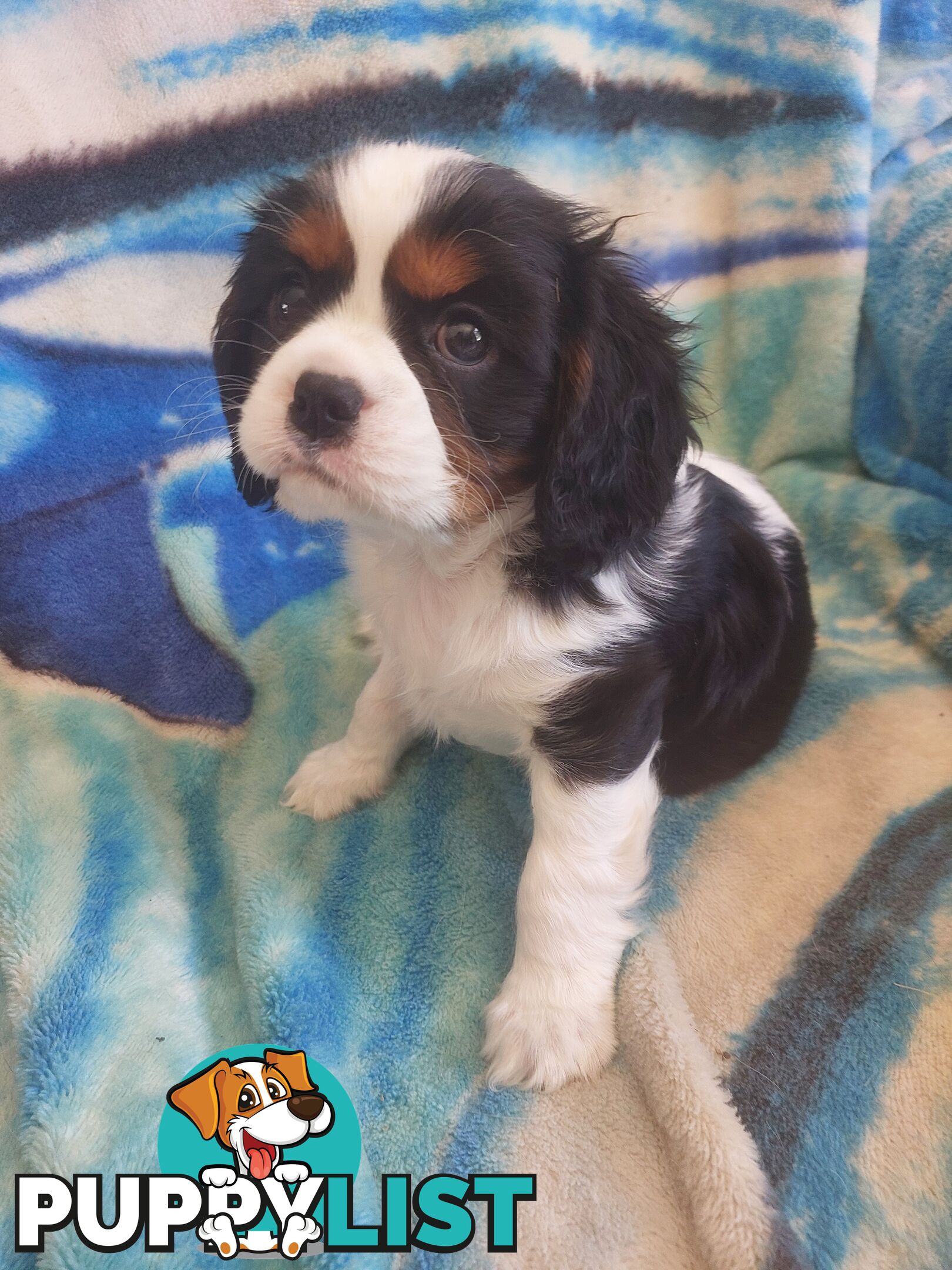 Pure Cavalier King Charles Spaniel Male puppy.