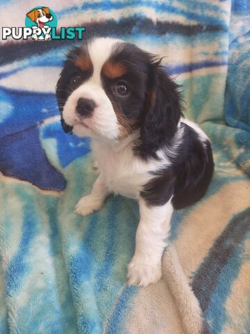 Pure Cavalier King Charles Spaniel Male puppy.