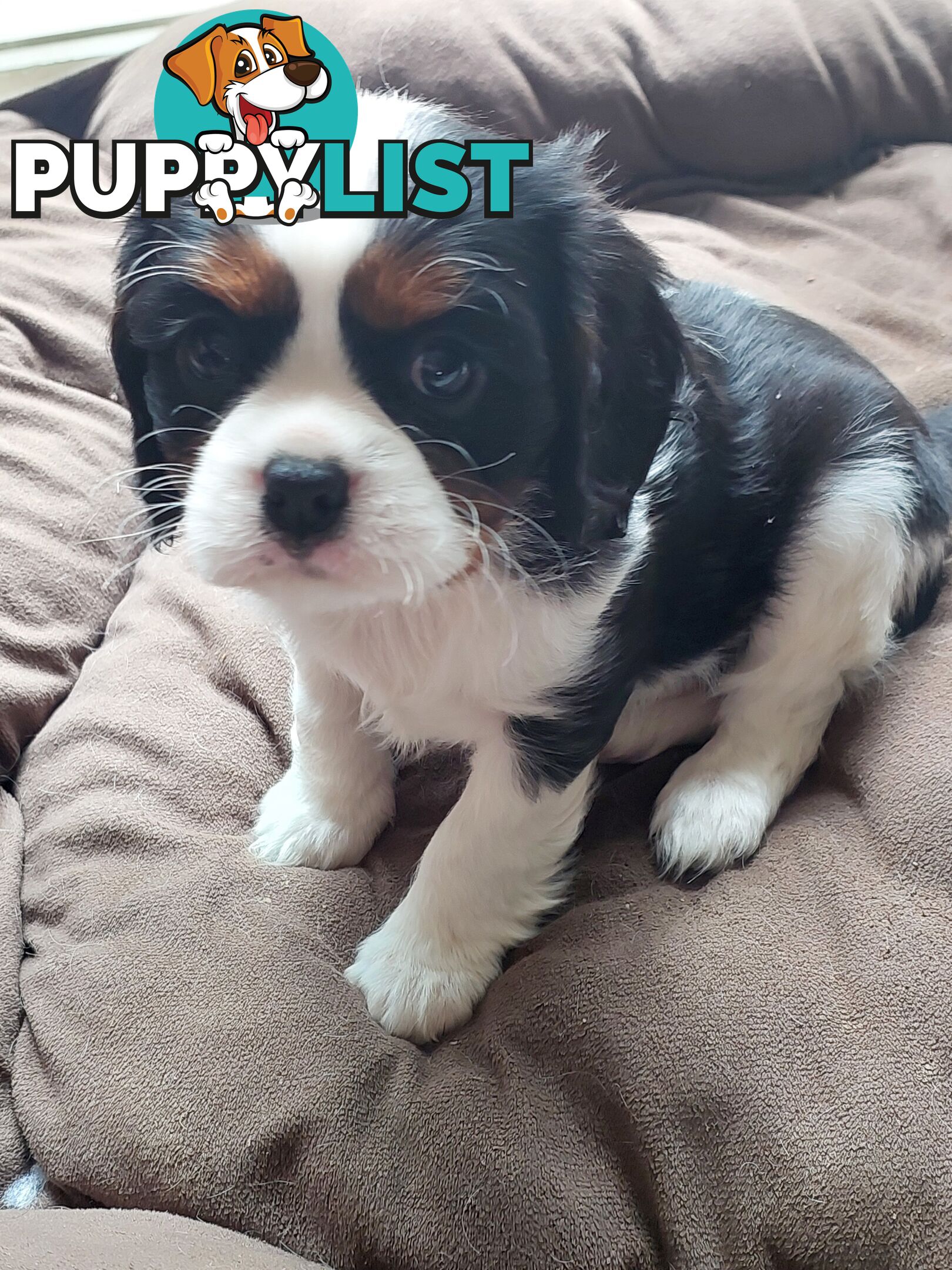 Pure Cavalier King Charles Spaniel Male puppy.