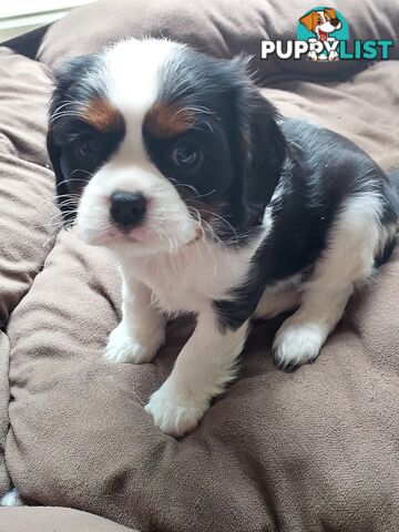 Pure Cavalier King Charles Spaniel Male puppy.