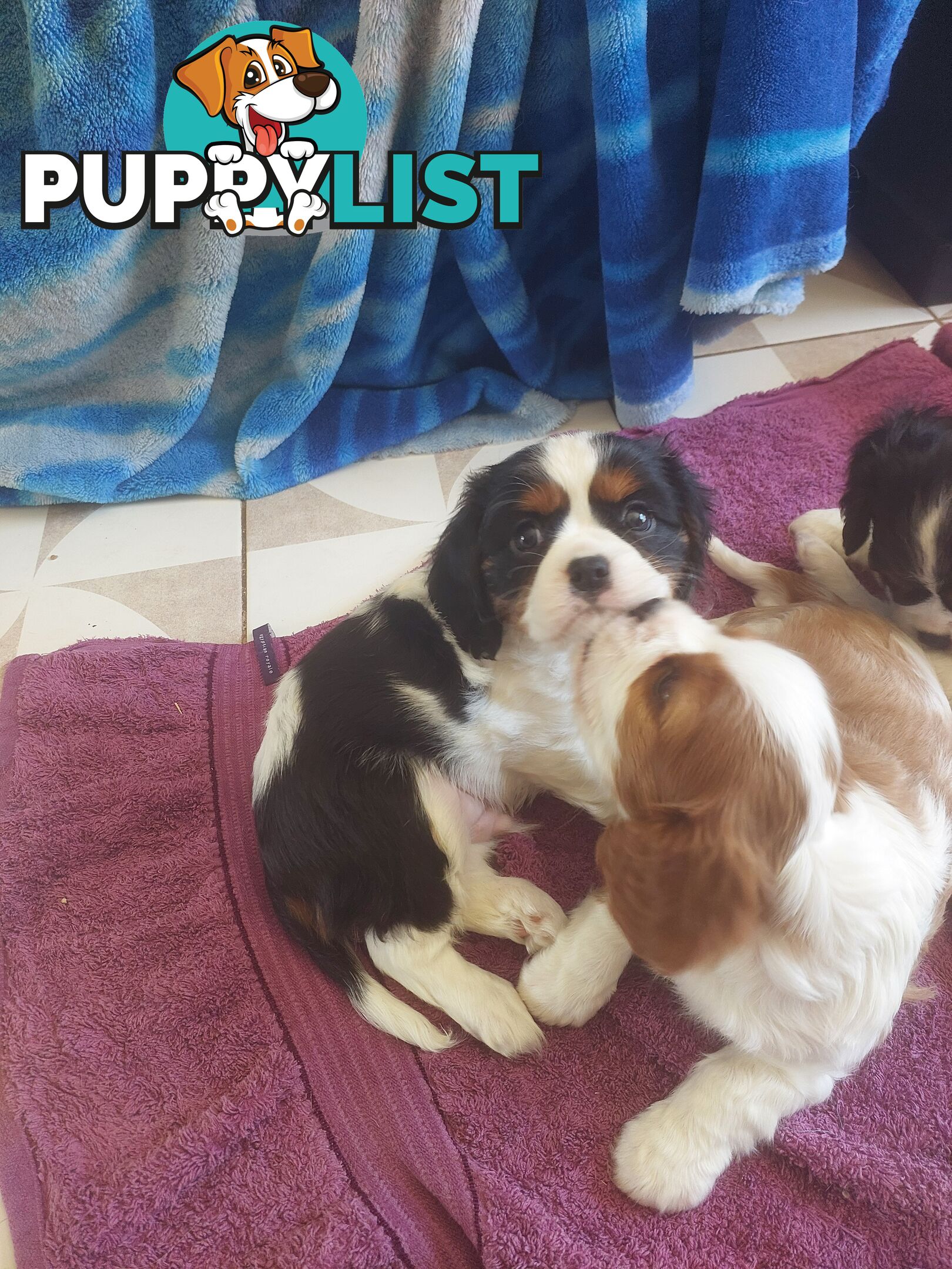 Pure Cavalier King Charles Spaniel Male puppy.