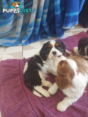 Pure Cavalier King Charles Spaniel Male puppy.