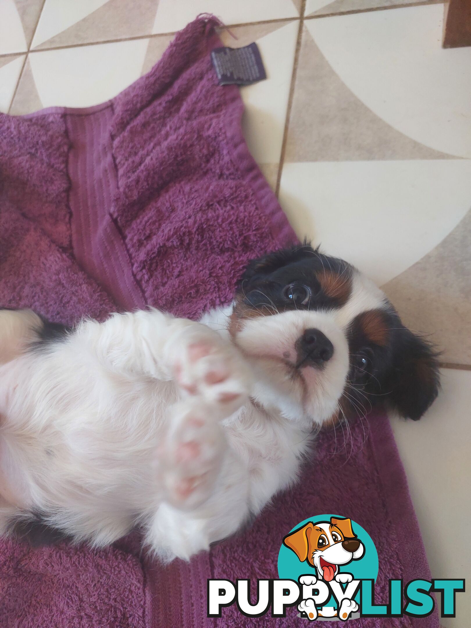 Pure Cavalier King Charles Spaniel Male puppy.