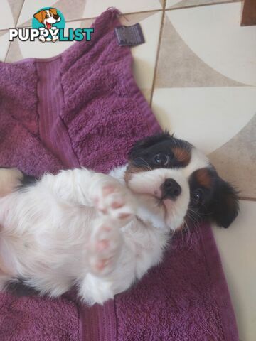 Pure Cavalier King Charles Spaniel Male puppy.