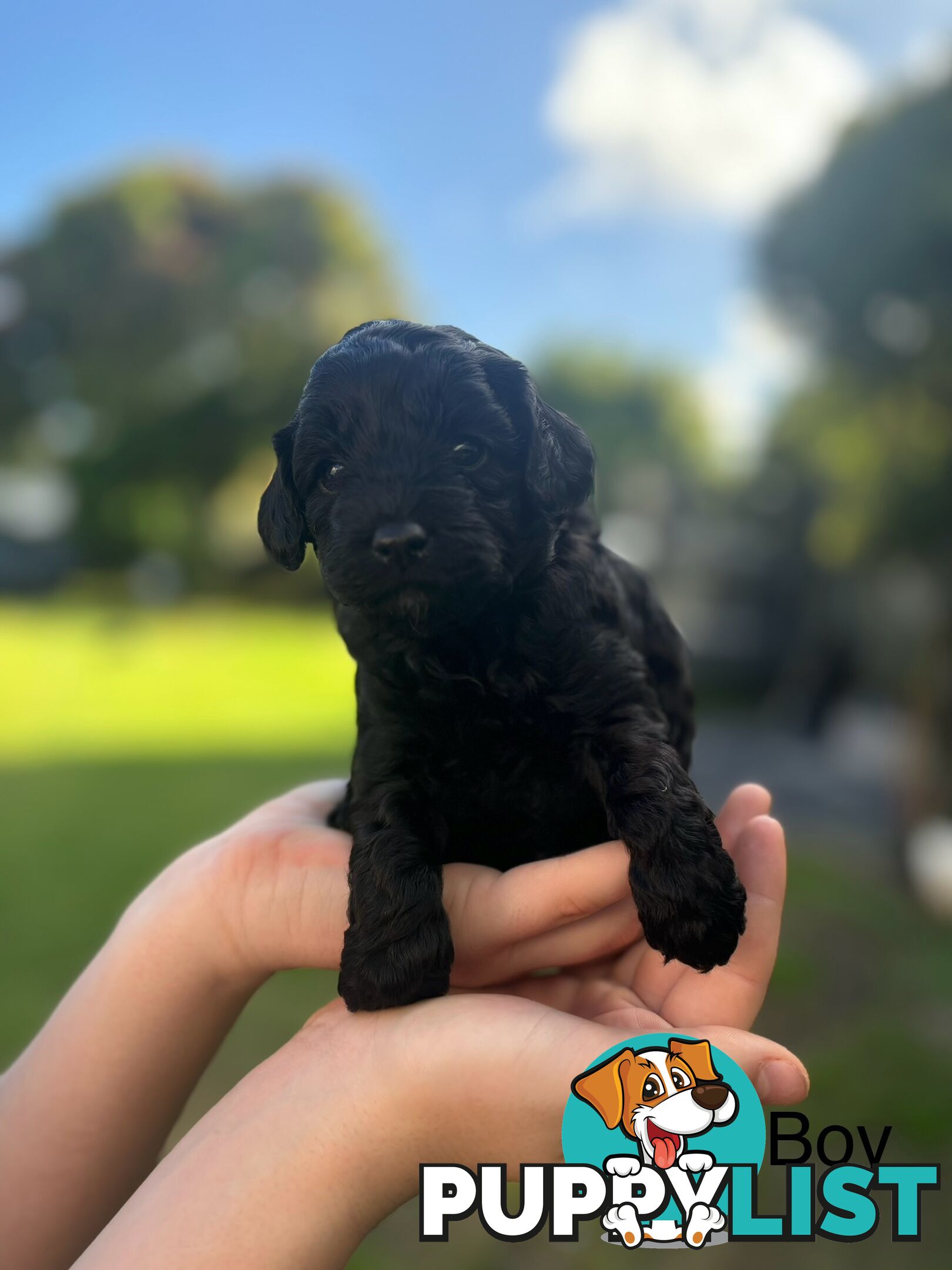 Cavoodle Pups