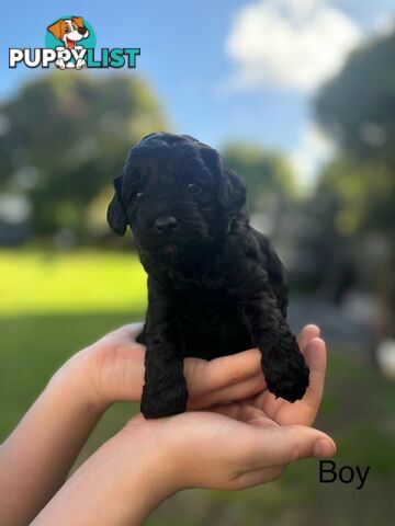 Cavoodle Pups