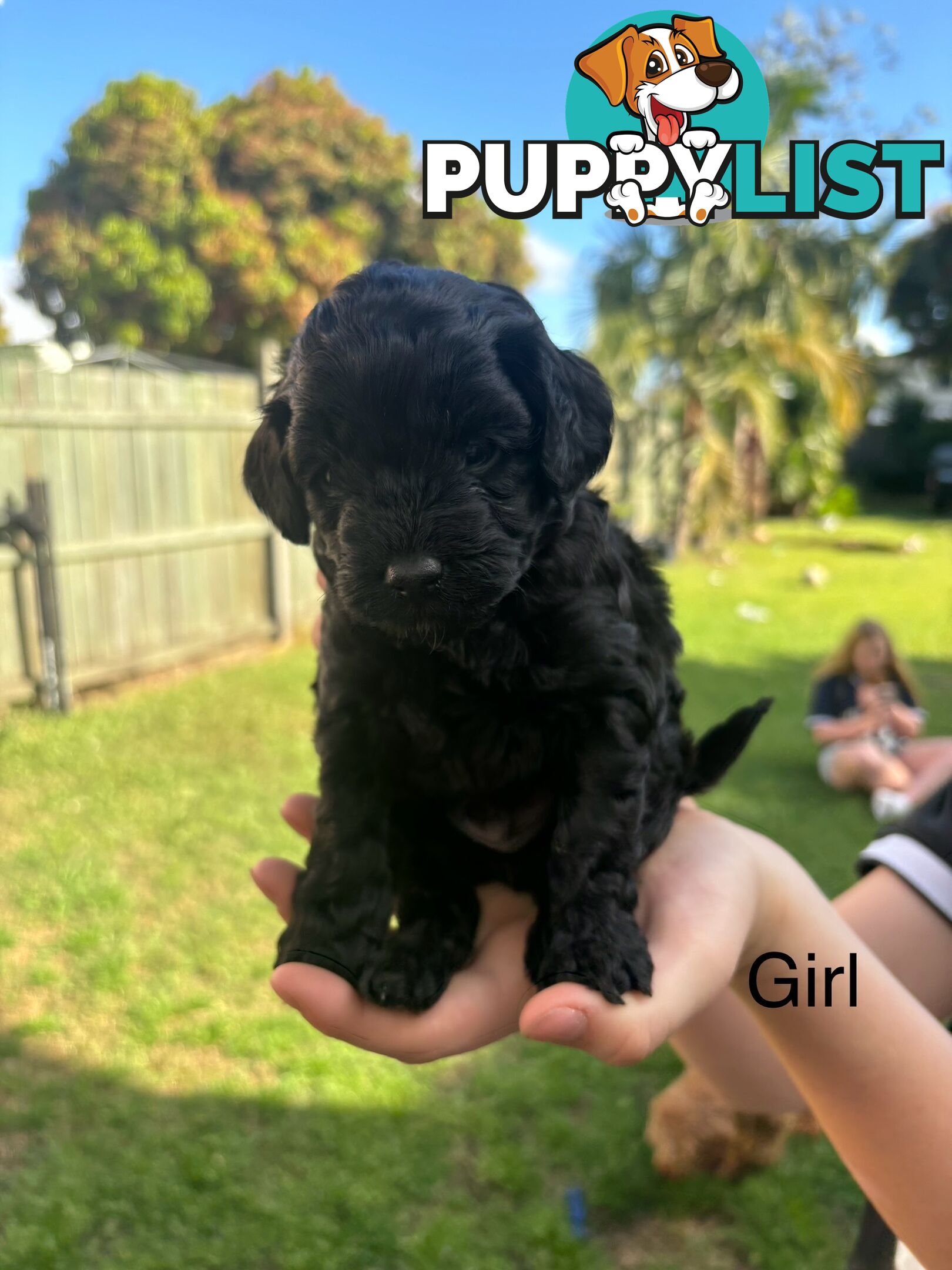 Cavoodle Pups