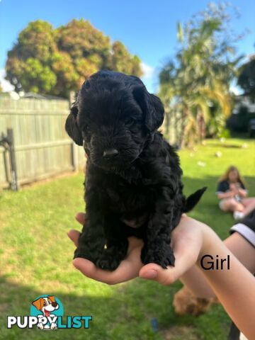 Cavoodle Pups