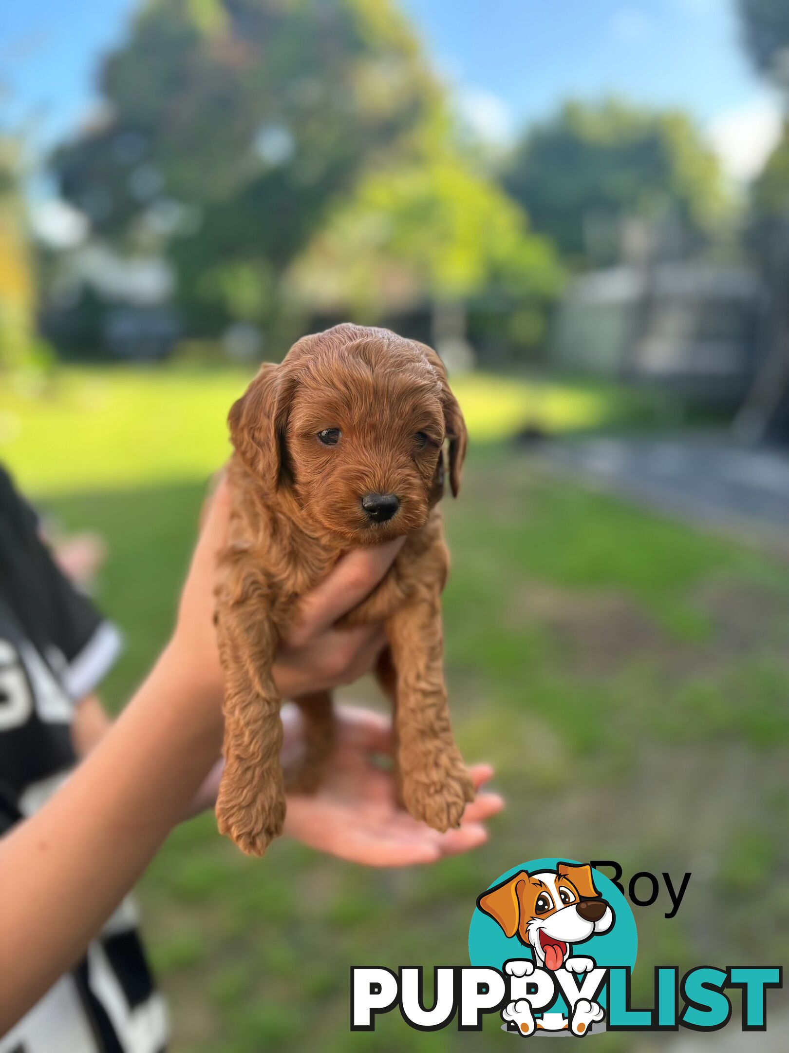 Cavoodle Pups