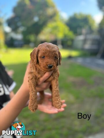 Cavoodle Pups