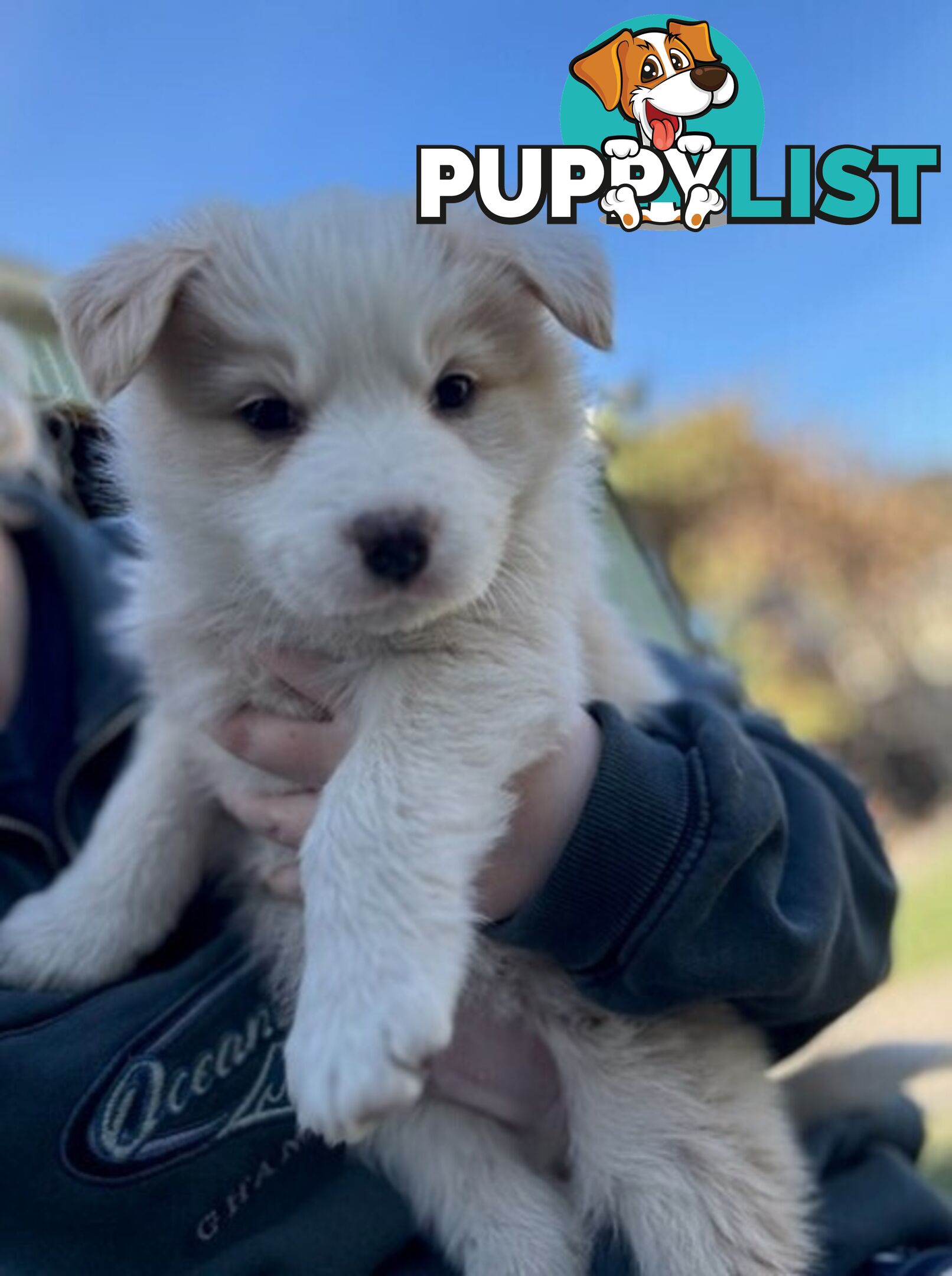 Border collie puppies
