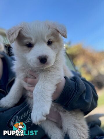 Border collie puppies