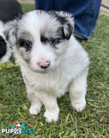 Border collie puppies