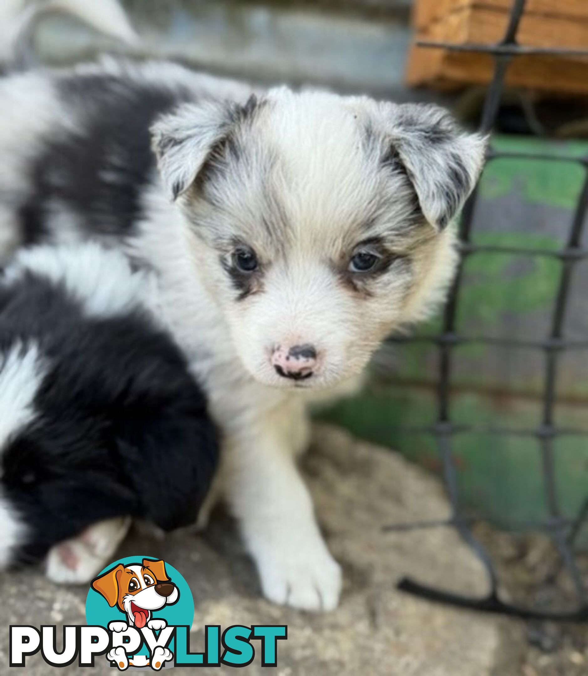 Border collie puppies