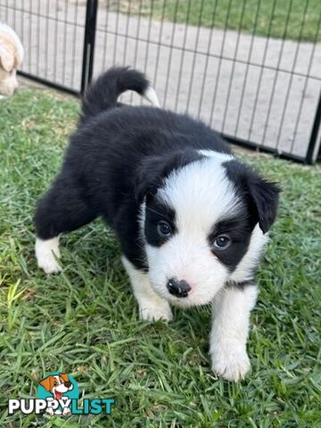 Border collie puppies