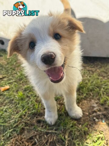 Border collie puppies