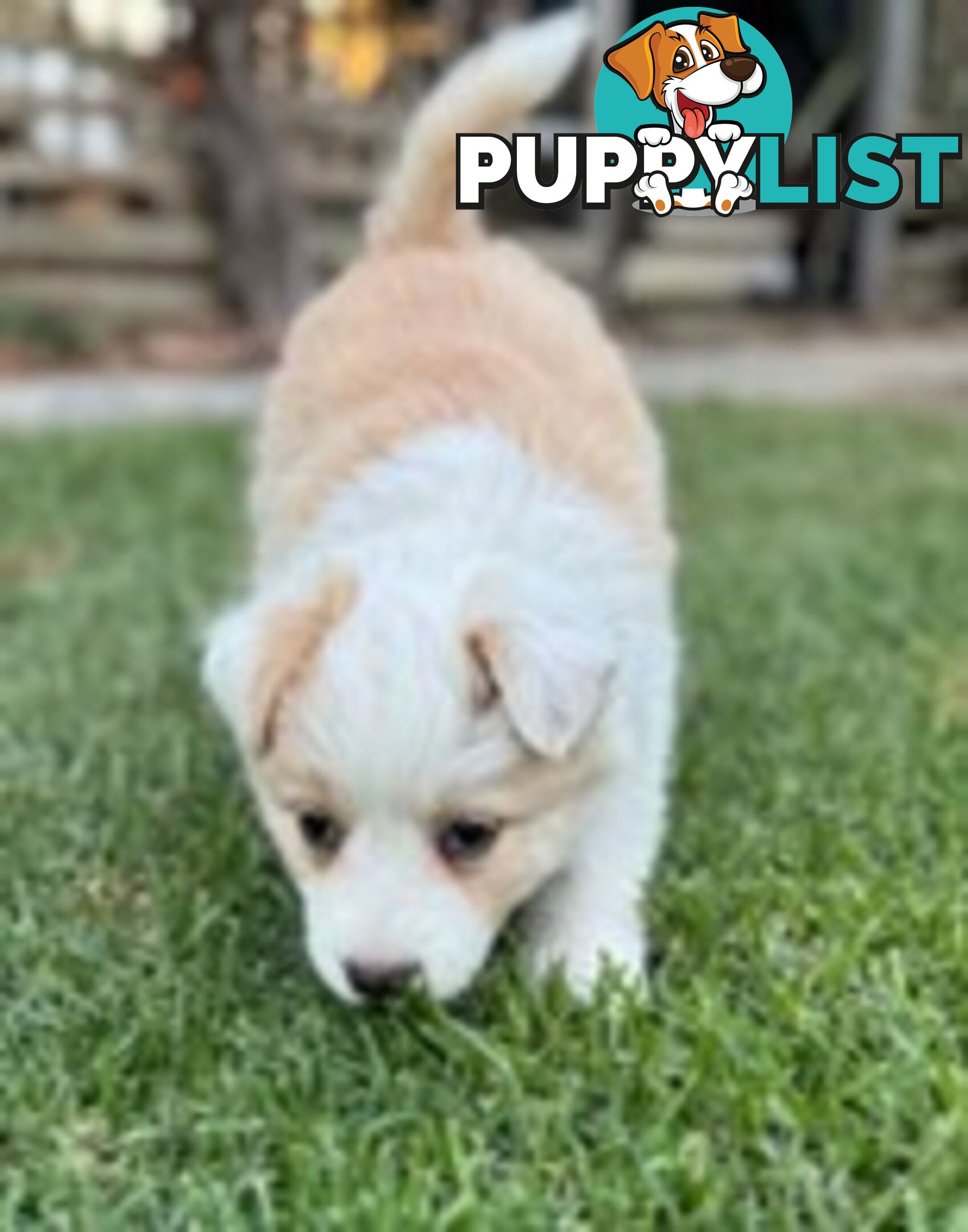 Border collie puppies