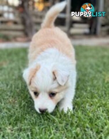Border collie puppies