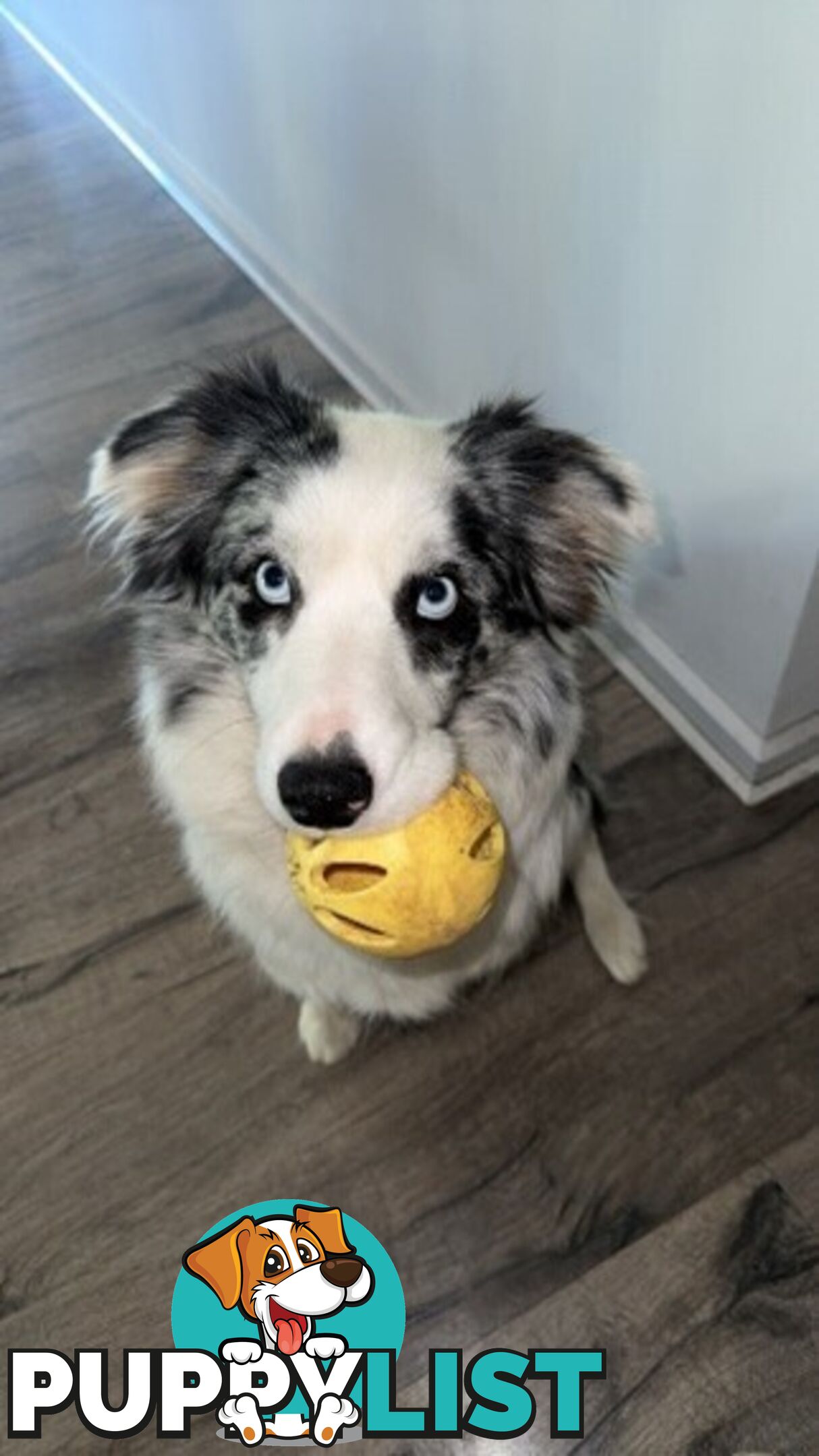 Border collie puppies