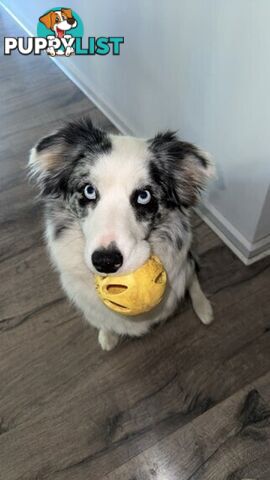 Border collie puppies