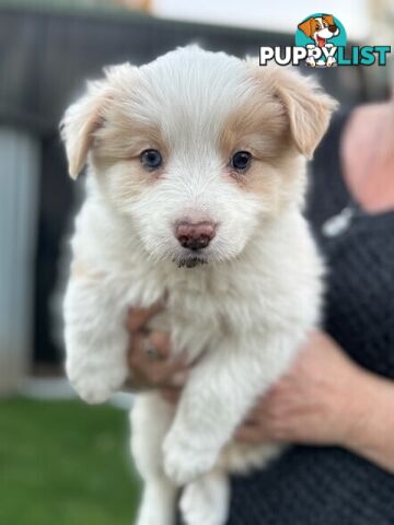 Border collie puppies