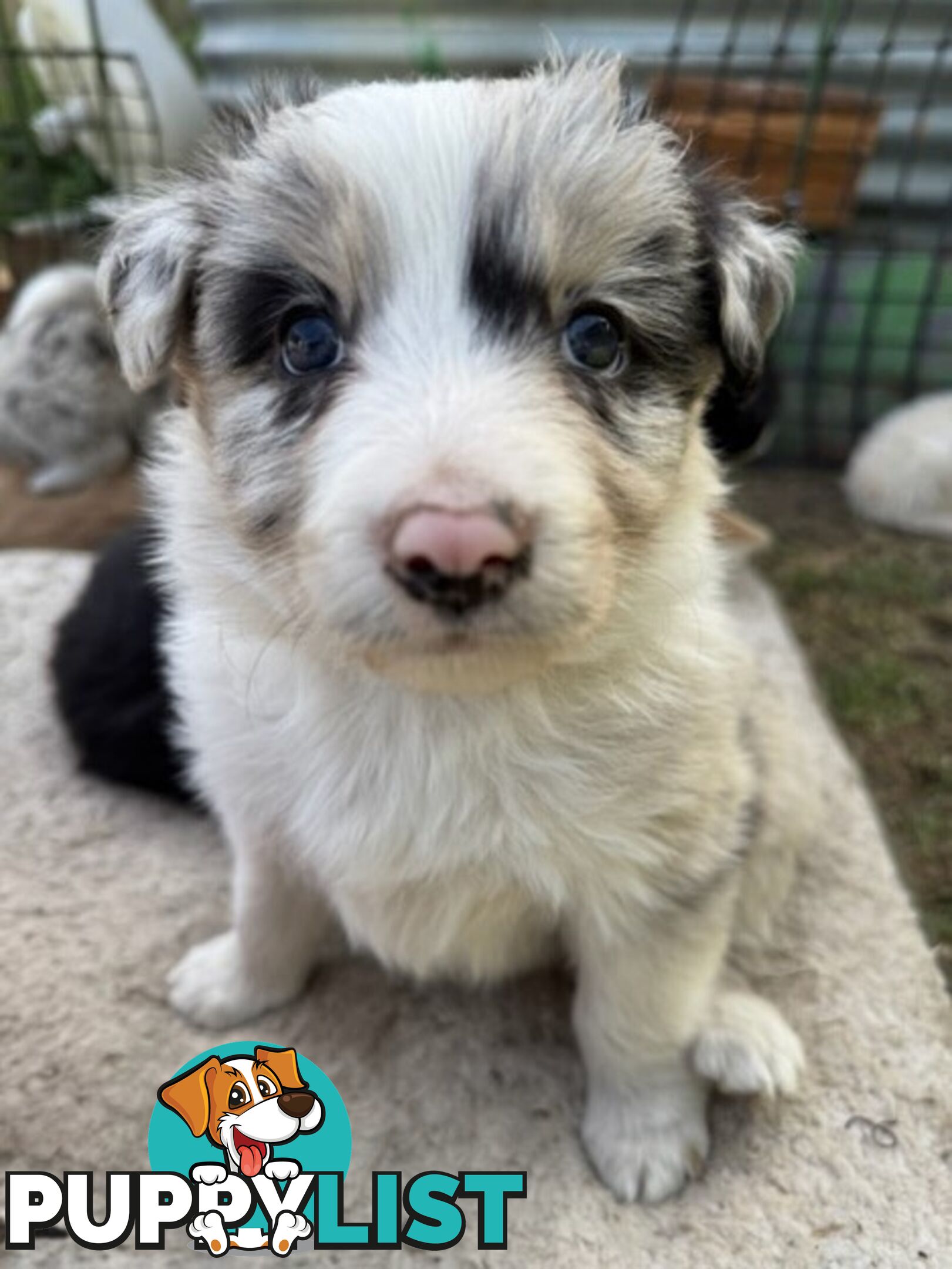 Border collie puppies