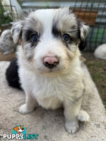 Border collie puppies