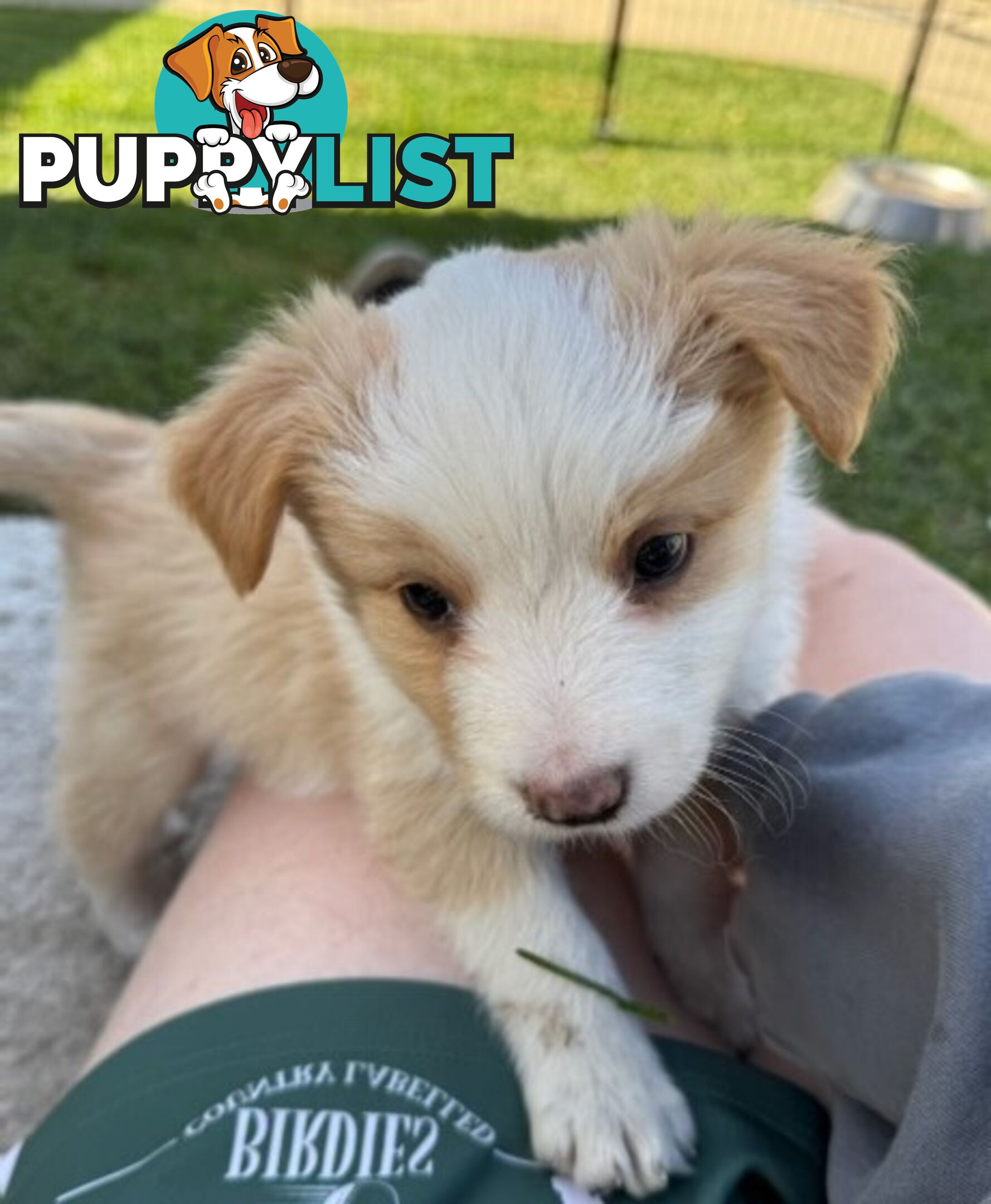 Border collie puppies