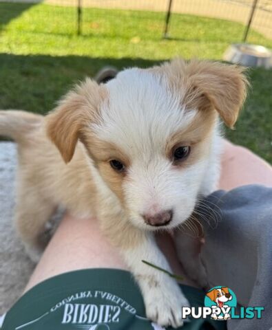 Border collie puppies