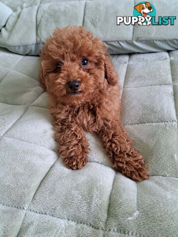 PURE Red Toy Poodle Puppies  Males $1800