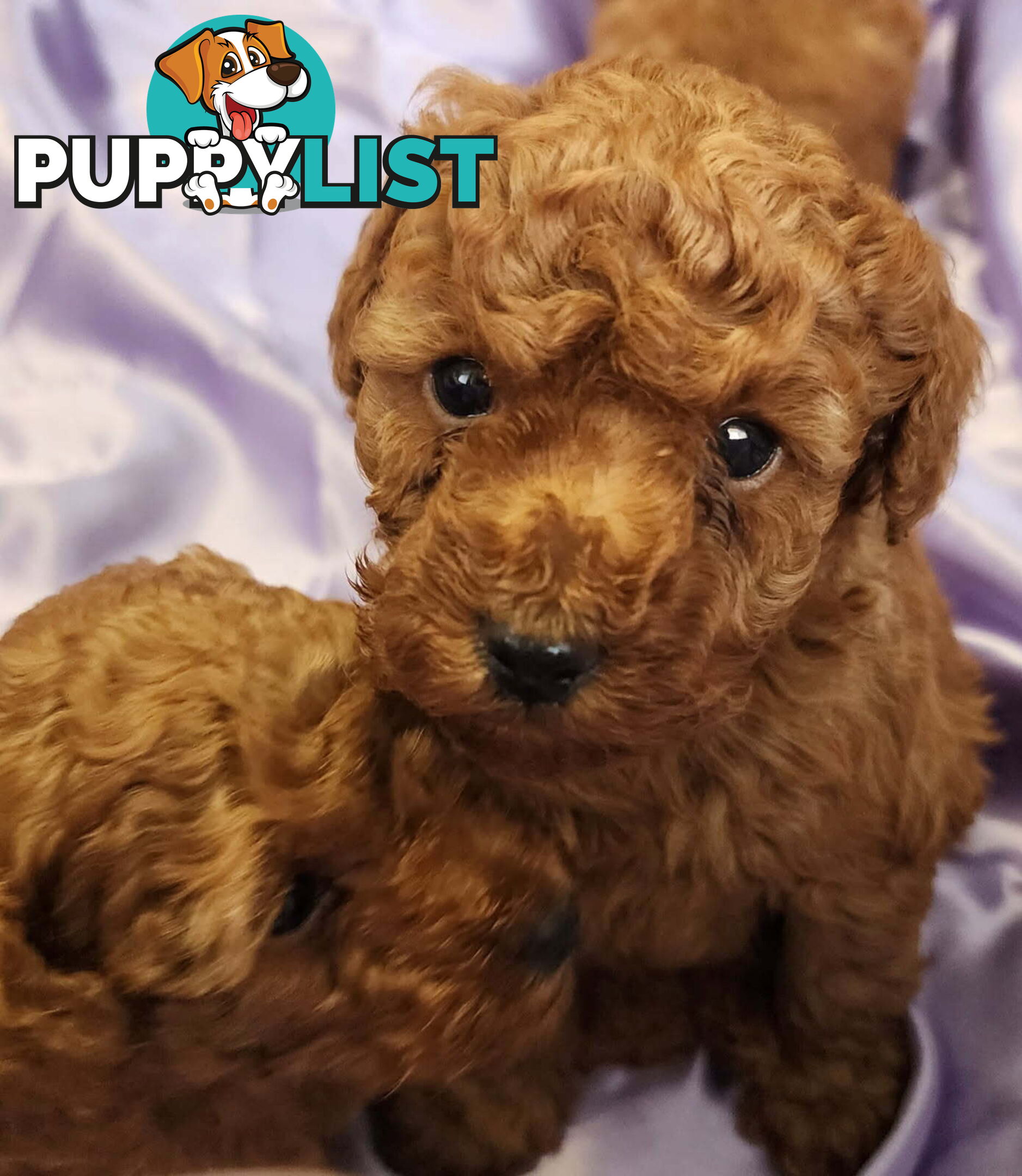 PURE Red Toy Poodle Puppies  Males $2300