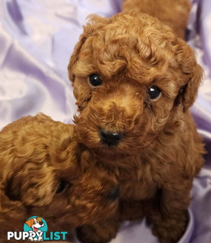 PURE Red Toy Poodle Puppies  Males $2300
