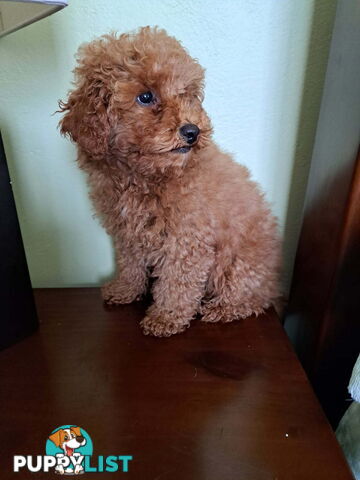 PURE Red Toy Poodle Puppies  Males $1800
