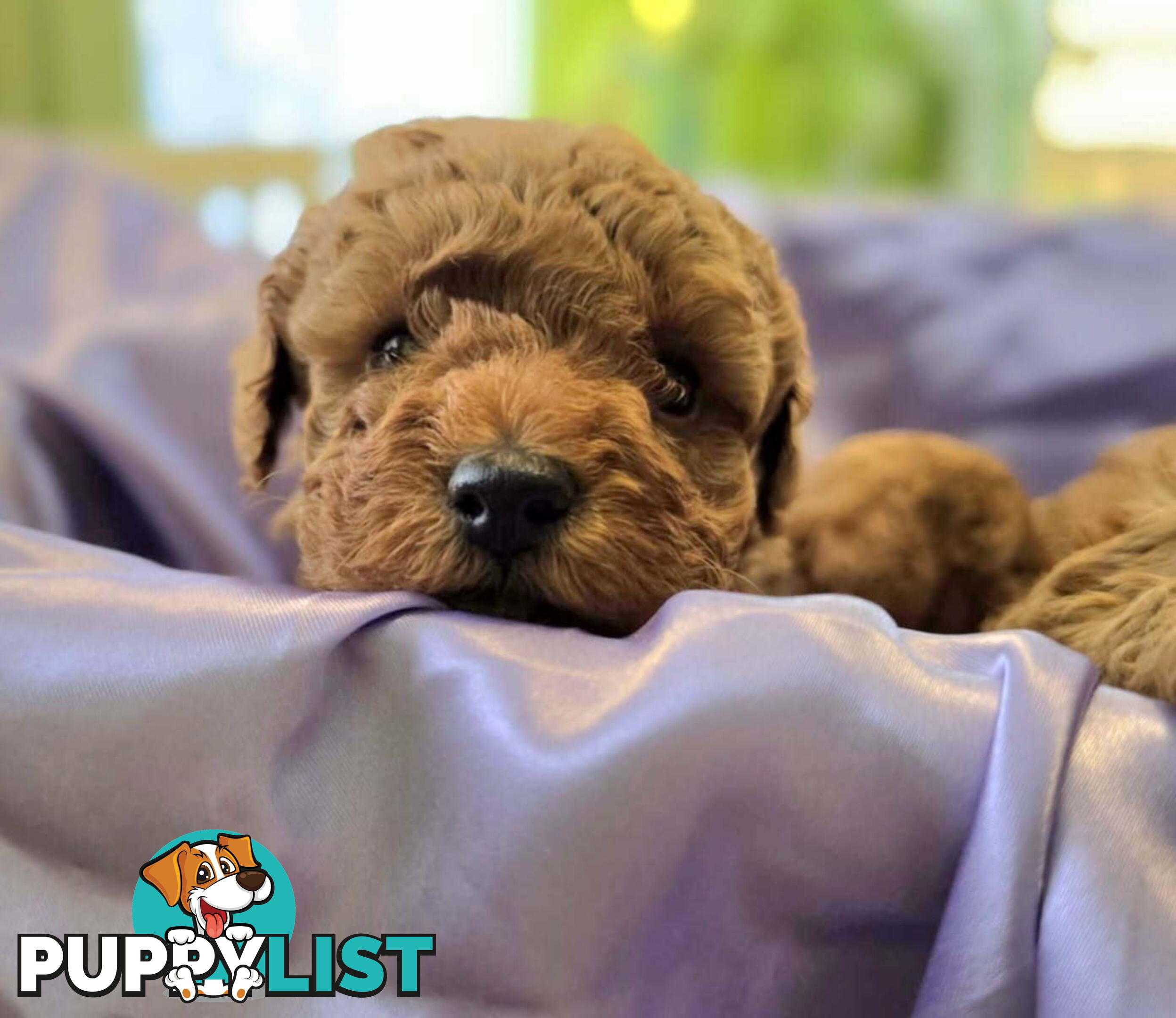 PURE Red Toy Poodle Puppies  Males $2300