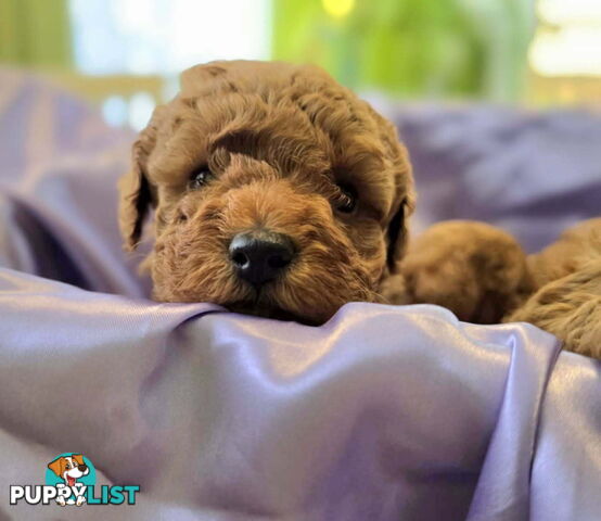 PURE Red Toy Poodle Puppies  Males $2300