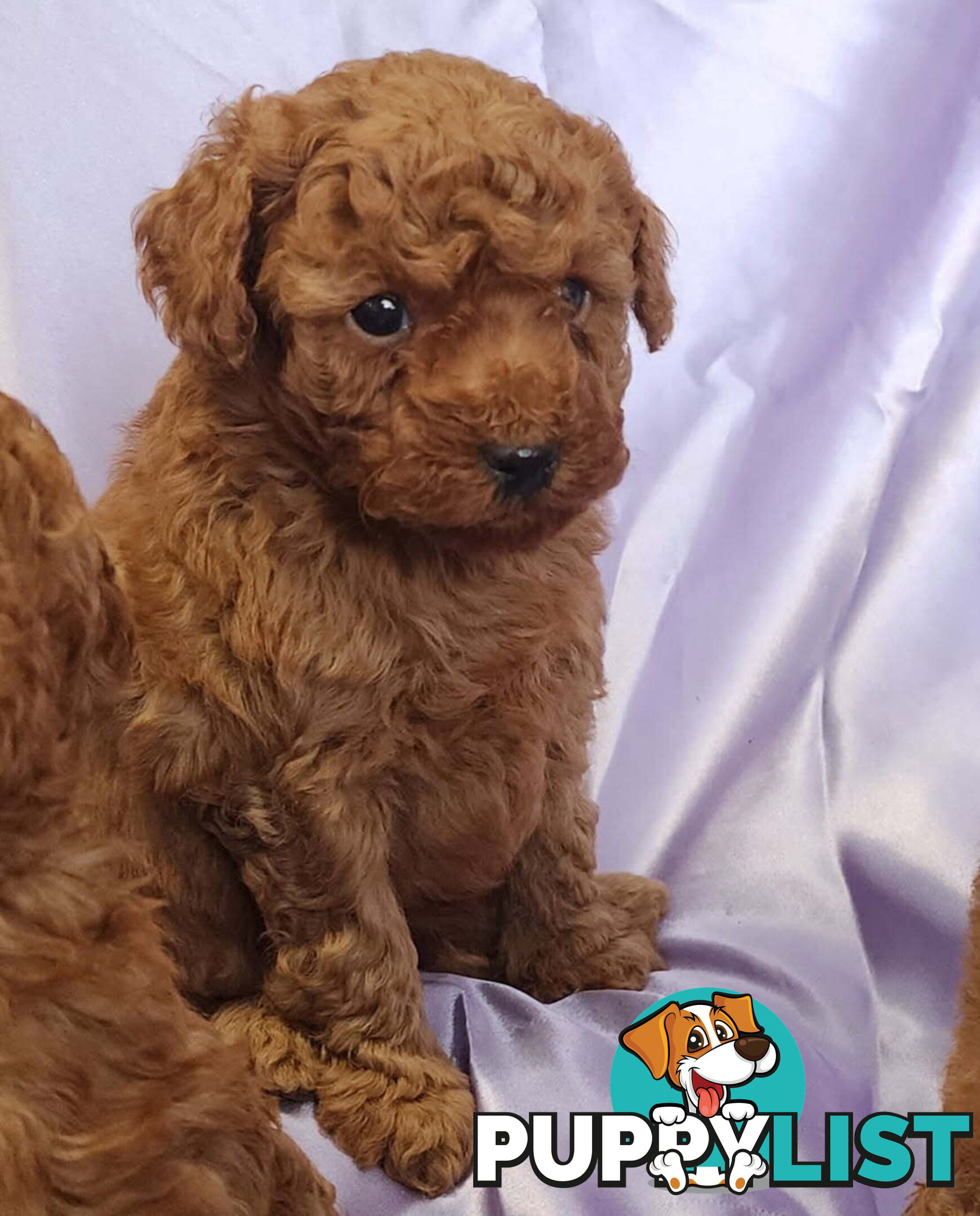 PURE Red Toy Poodle Puppies  Males $2300
