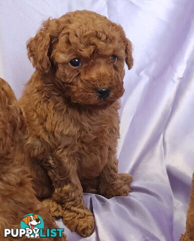 PURE Red Toy Poodle Puppies  Males $2300