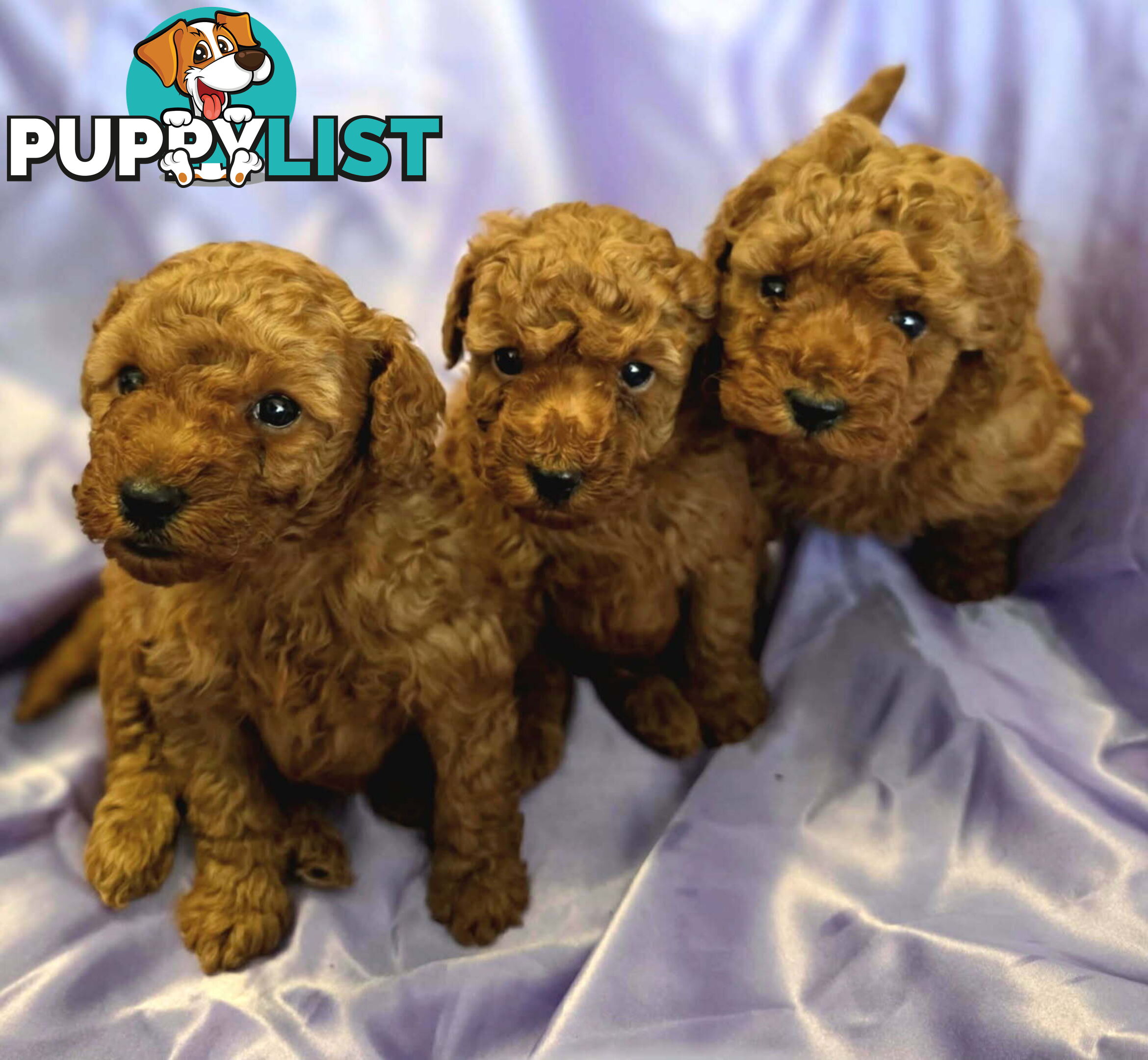 PURE Red Toy Poodle Puppies  Males $2300