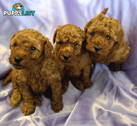 PURE Red Toy Poodle Puppies  Males $2300