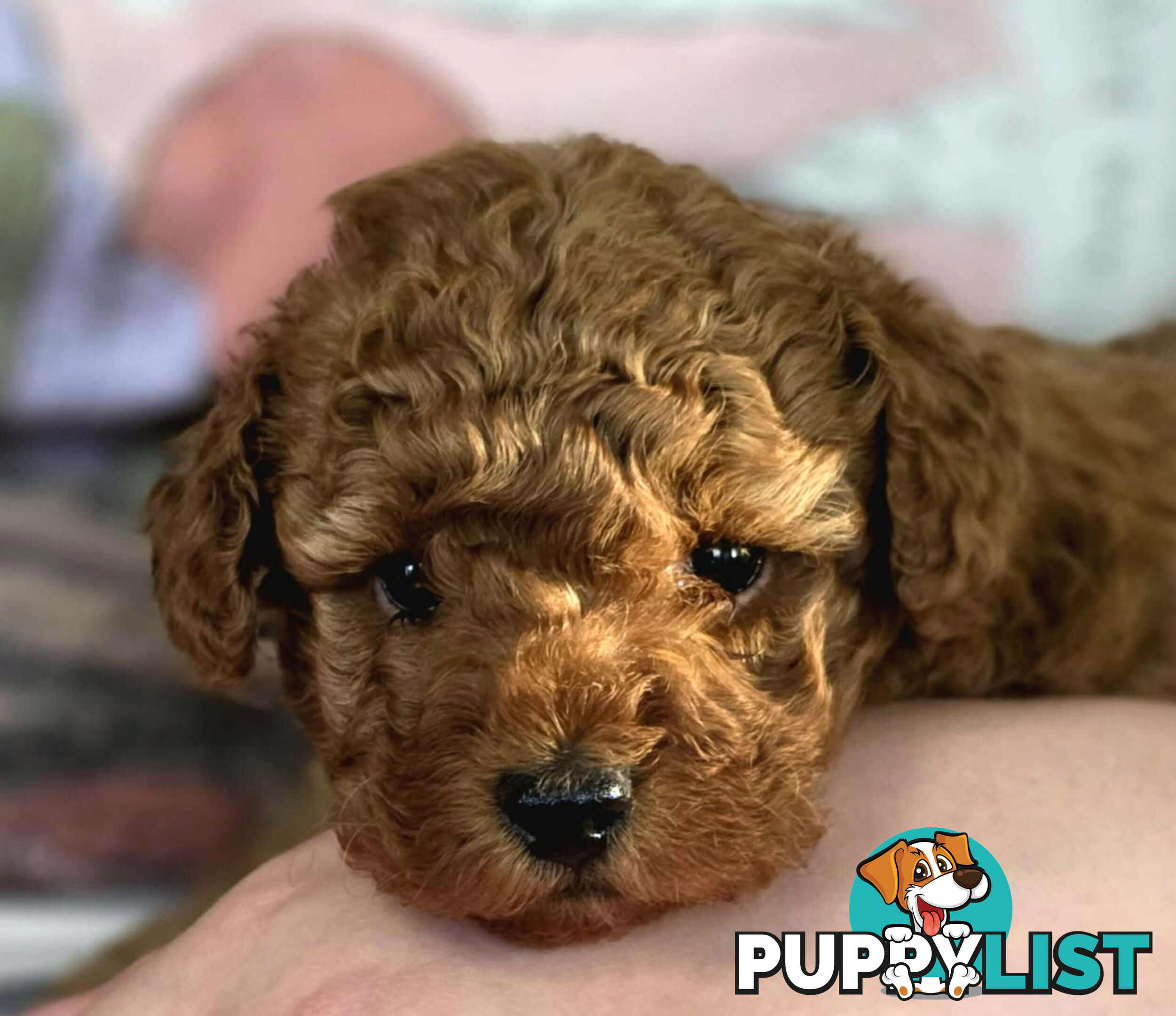 PURE Red Toy Poodle Puppies  Males $2300
