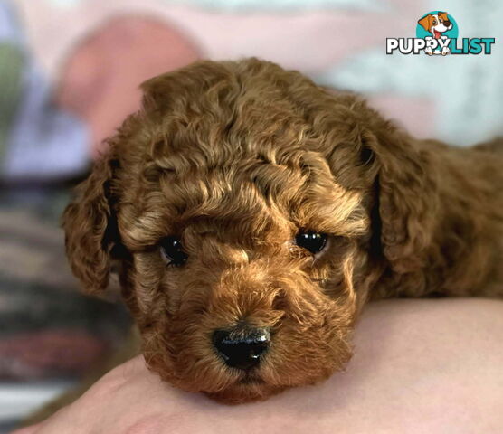 PURE Red Toy Poodle Puppies  Males $2300