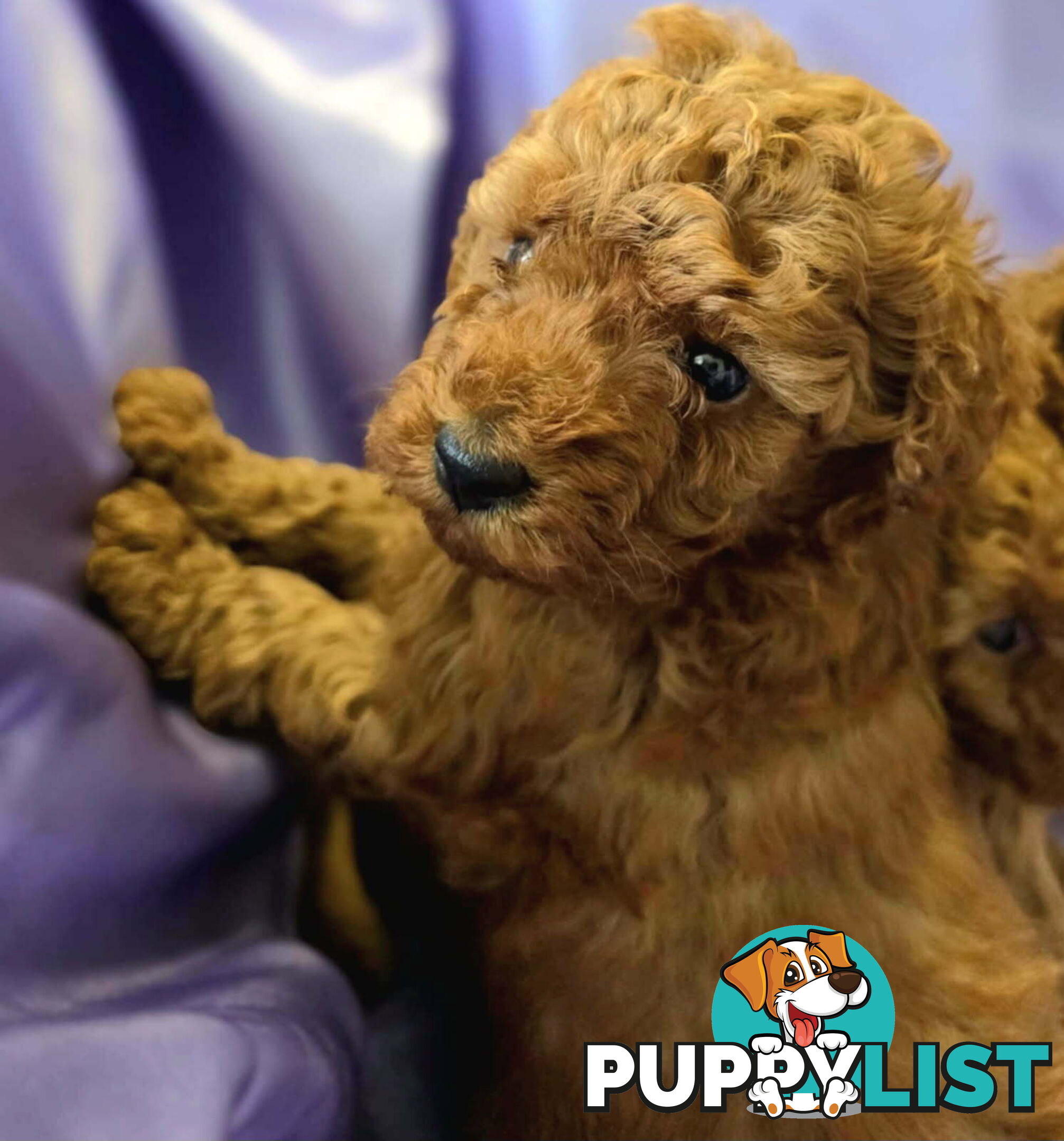 PURE Red Toy Poodle Puppies  Males $2300