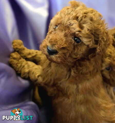 PURE Red Toy Poodle Puppies  Males $2300